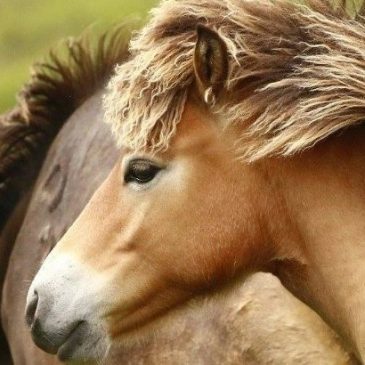 Running Wild | Exmoor Pony Photographic Competition