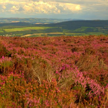 Exmoor Cottages | An Overview