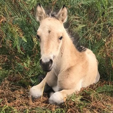 Orphaned Foal Rescue Mission