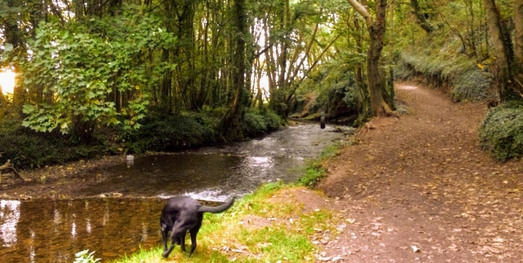 Exmoor cottages