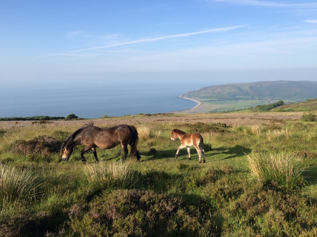 Things to do Exmoor Pony Centre