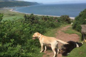 dog-friendly cottages exmoor