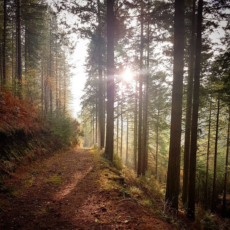 The incredible stunning Horner Woods with light filtering through the trees