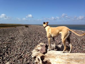 dog friendly accommodation