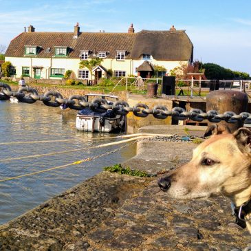 Dog Friendly Cottages, Pubs & Beaches