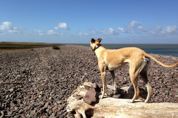 dog friendly exmoor