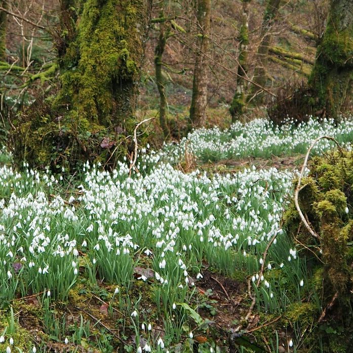 valley floor of snowdrops