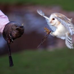 Porlock Owl and Hawk Center