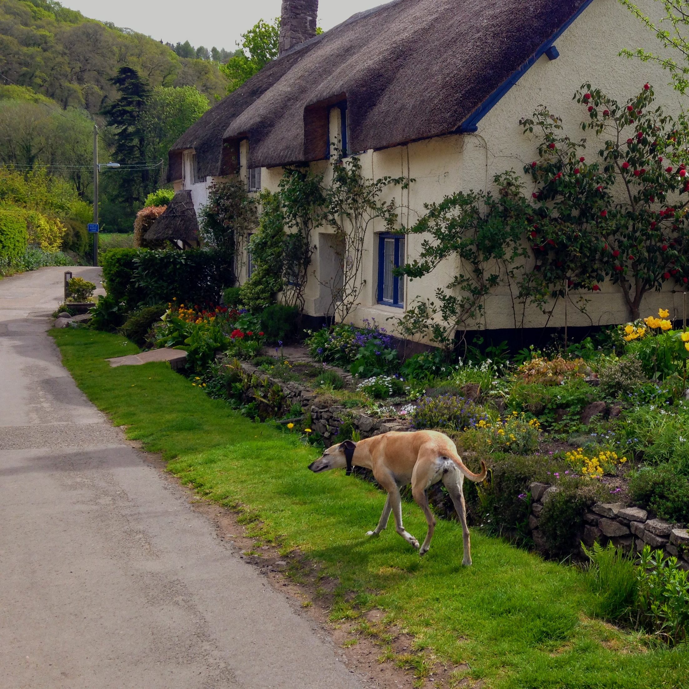 luxury dog friendly self catering