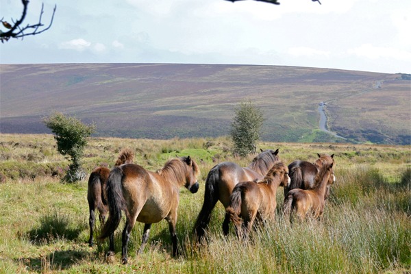 Exmoor Horse Riding