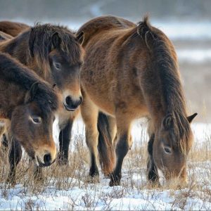 See the Ponies - December Things to Do on Exmoor