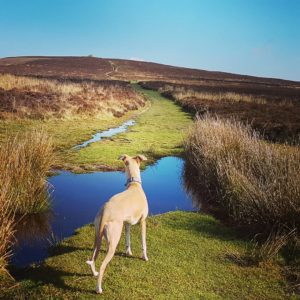 Circular walk from Wheddon Cross to Dunkery Beacon