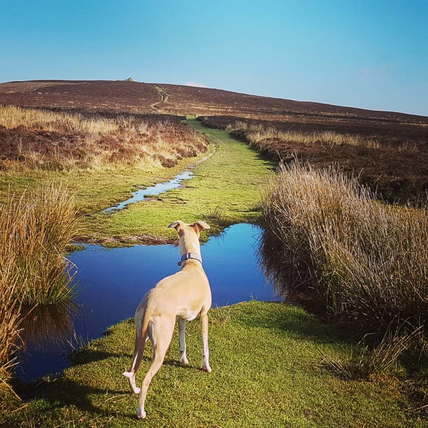 Circular Walk | Wheddon Cross to Dunkery Beacon | 8 miles