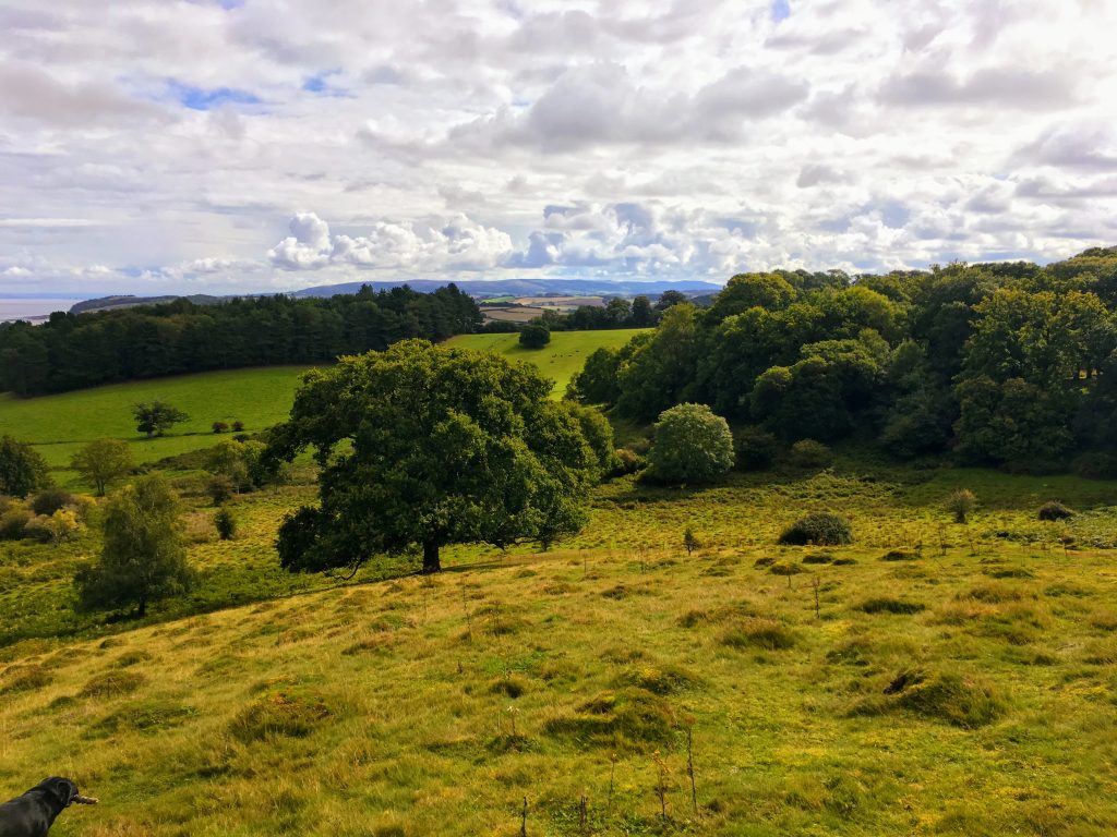 Walking across Dunster Deer Park