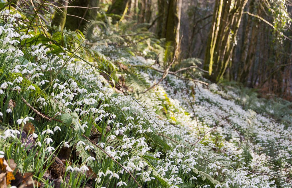 Snowdrops covering the woodland floor of Snowdrop Valley