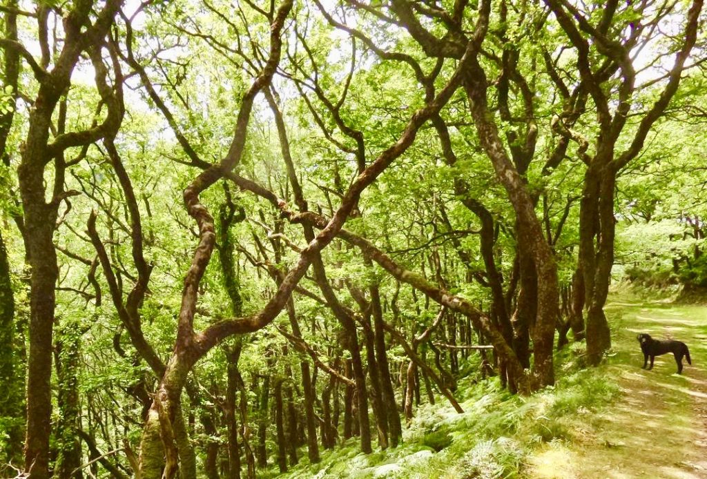 Woodland walking near Horner, Somerset