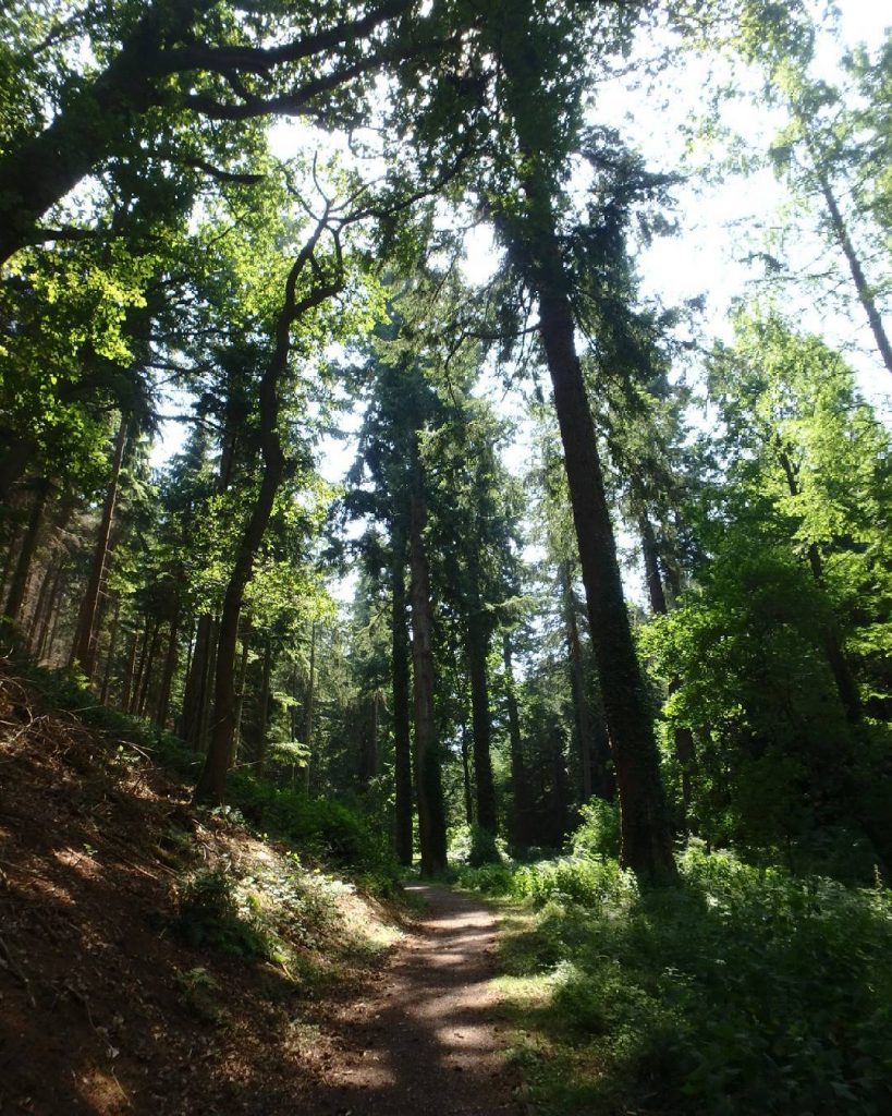 Tall trees near Dunster