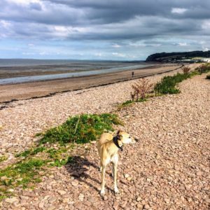 blue anchor beach dog walking