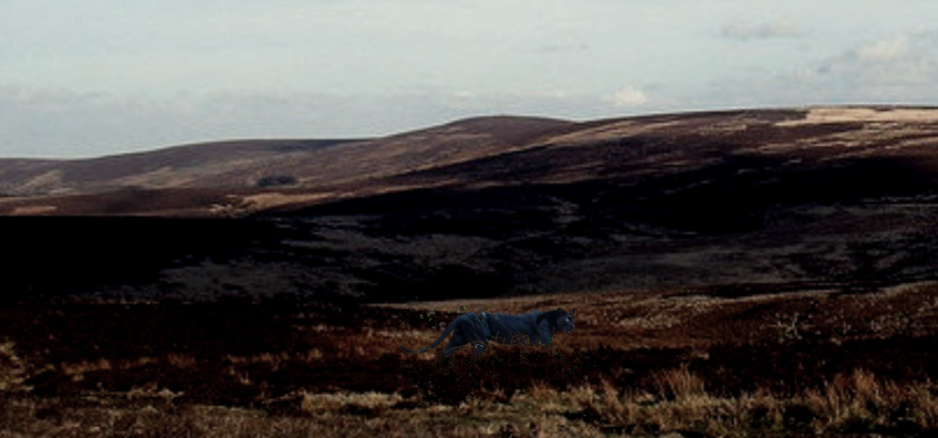 The Beast of Exmoor