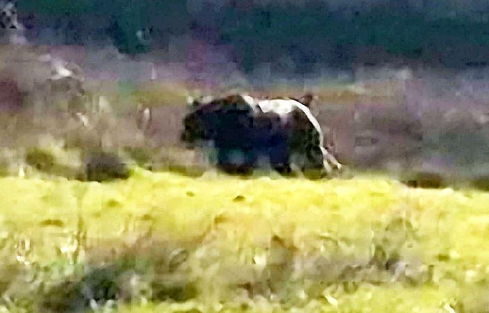 A Besta de Exmoor ainda é um mistério.