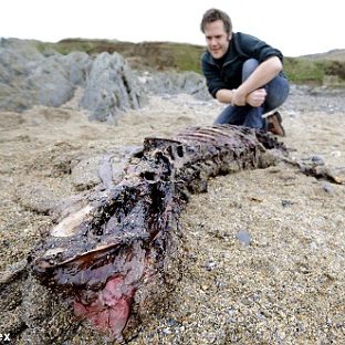 carcass of the exmoor beast?