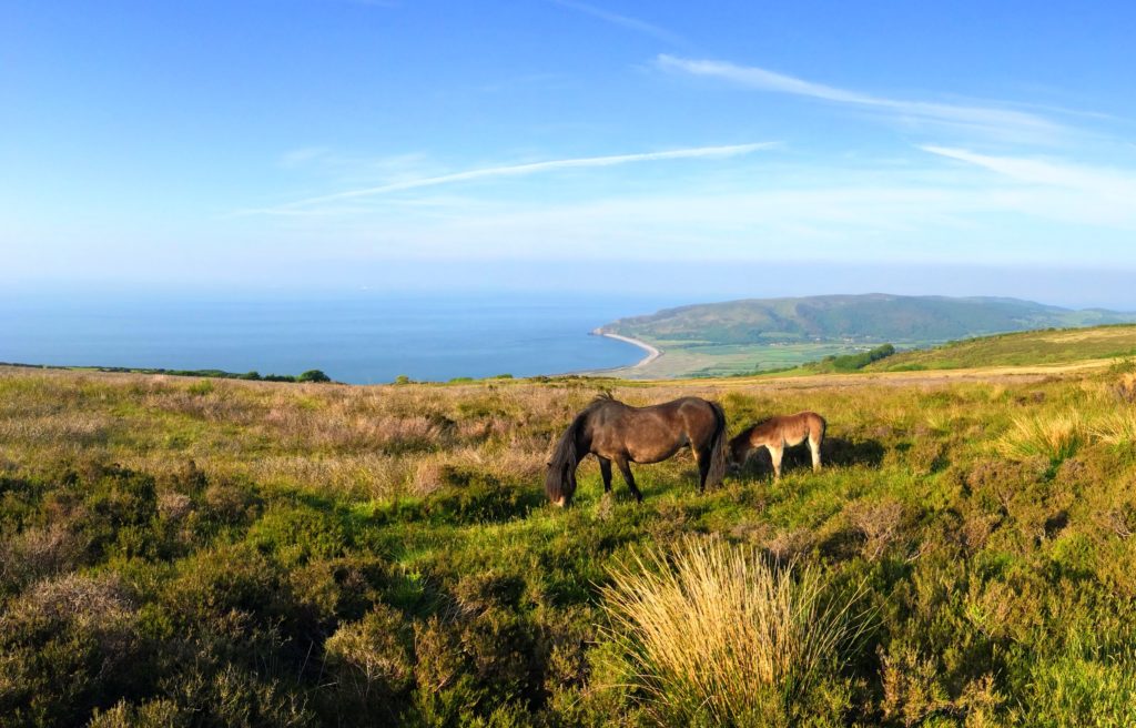 The Famous Exmoor Pony and Landscape