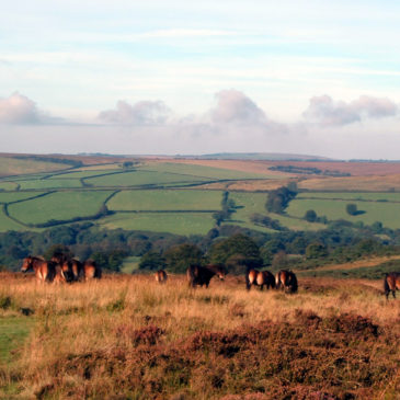 All About the Exmoor Ponies