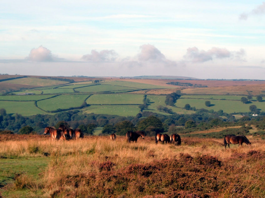 All About the Exmoor Ponies