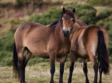 ...or Exmoor ponies