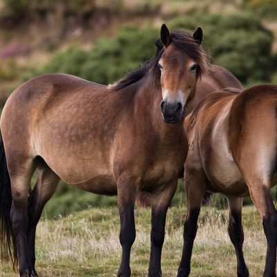 ...or Exmoor ponies