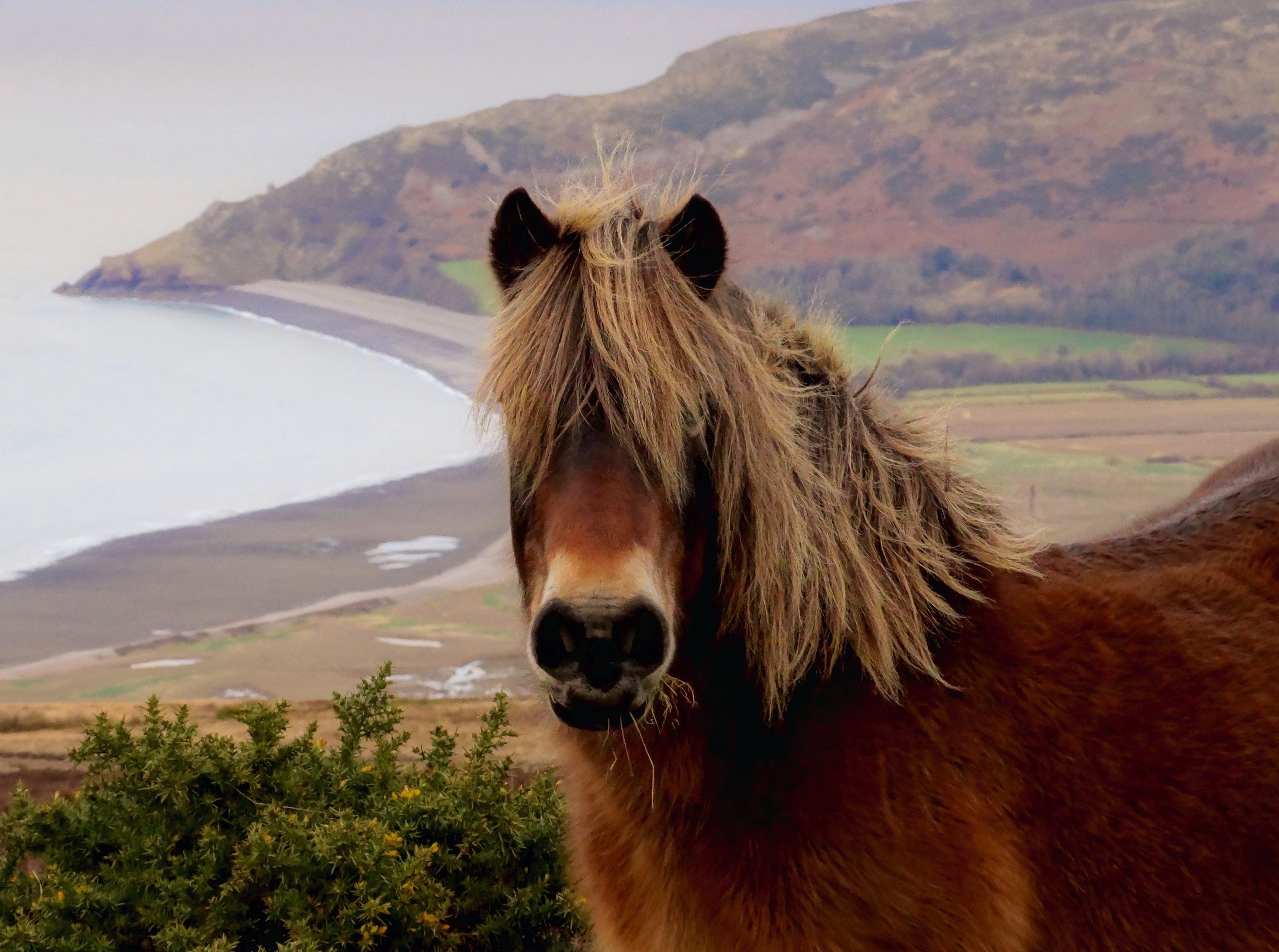 Exmoor pony