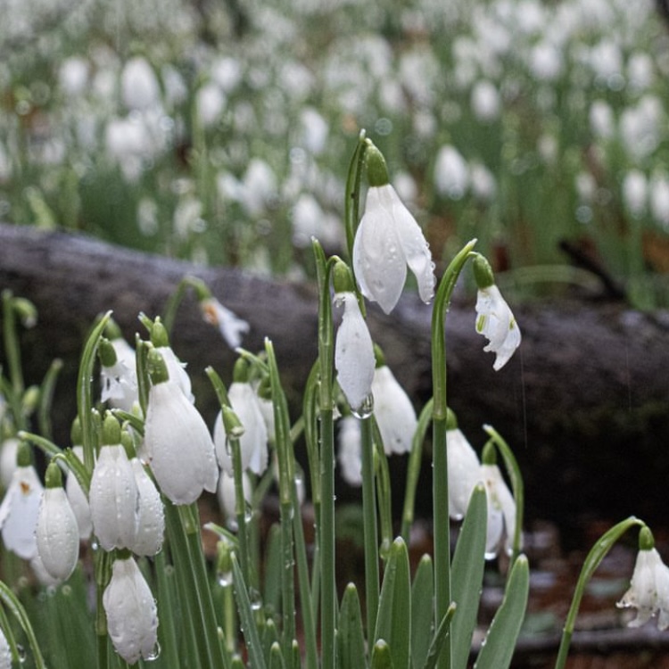 Snowdrops