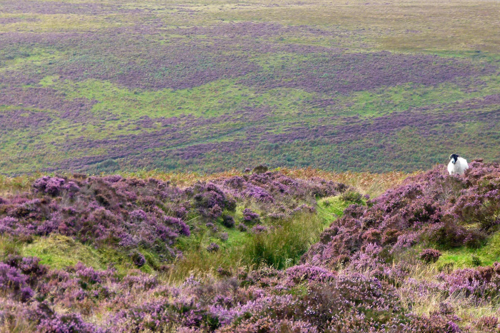 Beautiful heather moors