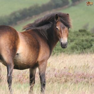 exmoor pony event in march