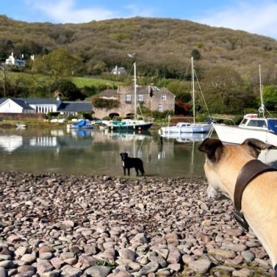 Dog gazing over Porlock Weir harbour