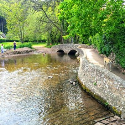 dog walking over gallox bridge