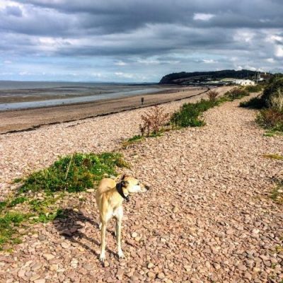 Dog friendly Exmoor holiday cottages