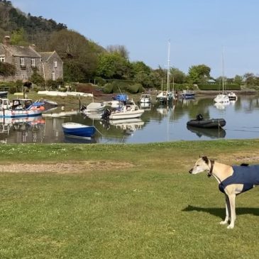 A Dog-Friendly Guide to Exmoor