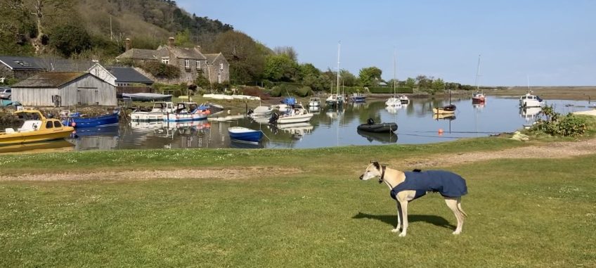 A Dog-Friendly Guide to Exmoor
