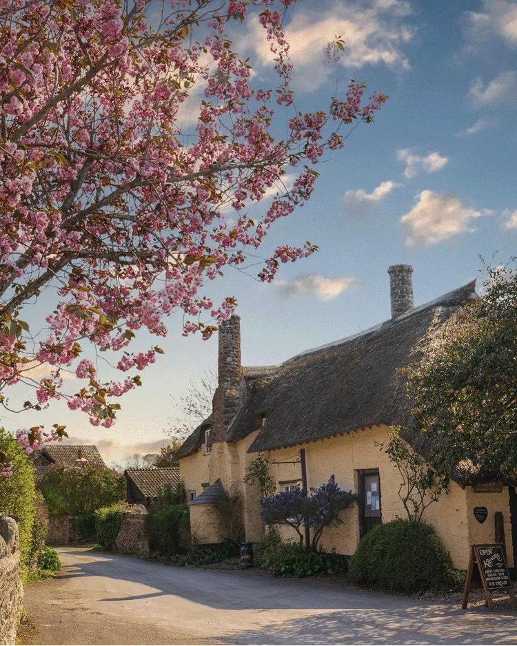 A street in the village of Bossington with a yellow painted stone house with thatched roof, blue skies and light white clouds and a pink blossom tree in flower in the foreground