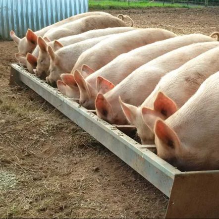 Outdoor Reared Pigs