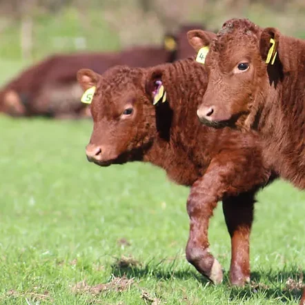 Exmoor Beef Farming