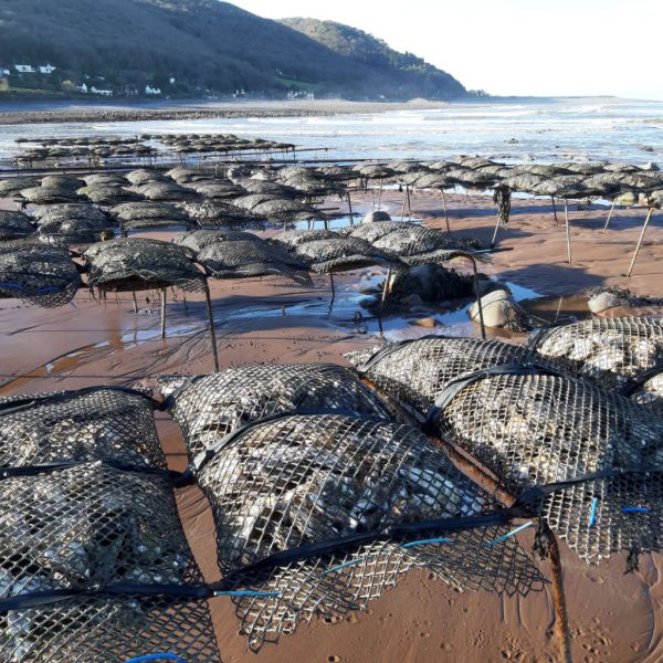 Traditional oyster farming in Porlock Bay