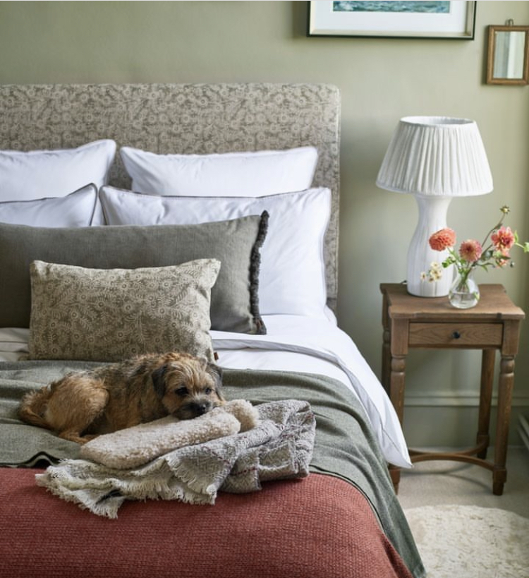 Dog and hot water bottle on bed