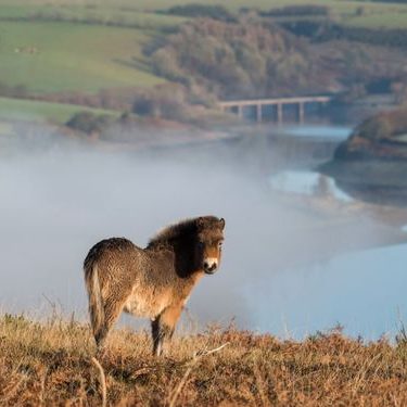 Exmoor pony looking over his shoulder standing on the hill above Wimbleball Lake
