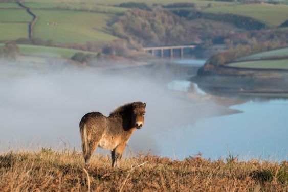 Exmoor pony at Wimbleball Lake