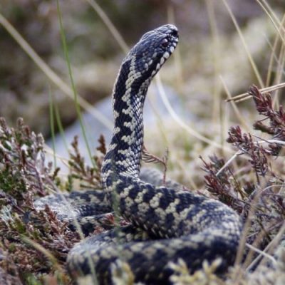 An adder is a venomous snake that can be identified by its characteristic V-shaped marking on its head, and its brown or gray color with dark zigzag patterns along its back