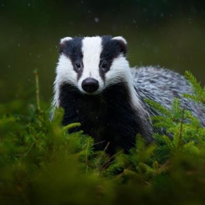 Badgers are easily recognizable by their distinctive black and white striped faces, short legs, and robust, barrel-shaped bodies. They are nocturnal animals, with strong digging abilities, and are known for their burrow systems, which they use for both living and storage. Their diet consists primarily of earthworms, insects, and small mammals.