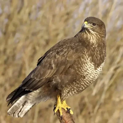 The Buzzard is a medium-sized bird of prey with broad wings and a distinctive V-shaped tail, often seen soaring in the sky or perched on trees or telephone poles with a hunched posture and a rounded head.