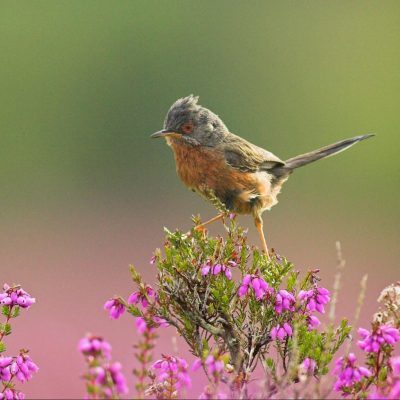 An Exmoor Wildlife Guide